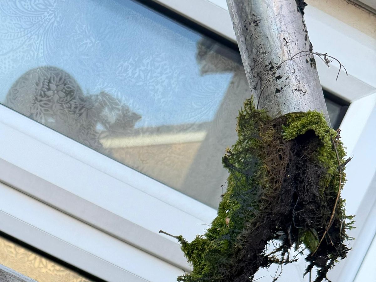Moss and debris built up along a gutter and roof edge before clearing.